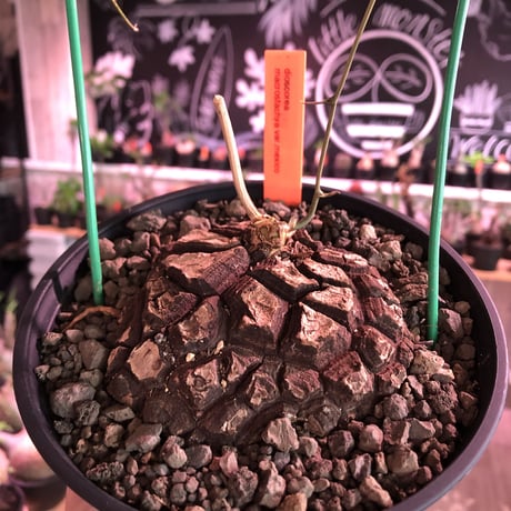dioscorea  macrostachya メキシコ亀甲竜《大きめM size》※現地球らしい偏平に彫深き立体樹形がwild且つベストサイズな夏型メキシコ亀さん※浅鉢植え