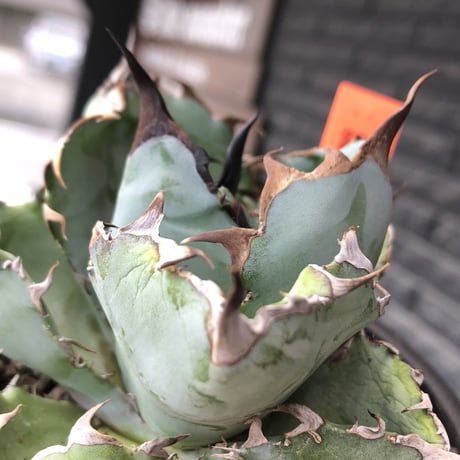 agave titanota black&blue 強棘《M size》選抜株※現地球株発根済※極めて纏まり締まり良き厳つさが堪らないワイルド株※mad black pot植え