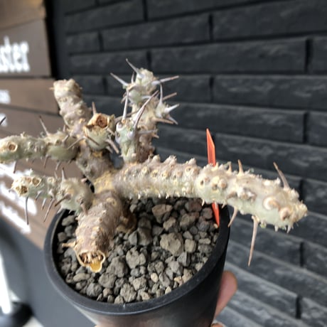 sarcocaulon crassicaule《M  size》※現地球発根済株※店主国内管理2年株※個体差でより鋭い赤味ある強刺に縮れ葉＆白花のギャップ萌えする良樹形※mad black pot植え