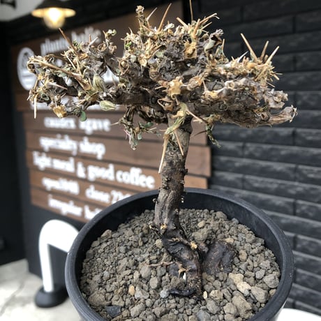 sarcocaulon  vanderietiae《大きめM size》※現地球発根後店主国内管理3年株※希少春秋型種‼︎良樹形な幹上がり仕立ての一株※mad black pot植え