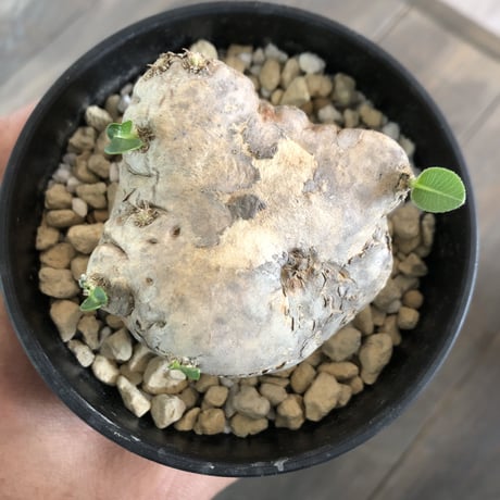 packypodium  brevicaule《 S S size》恵比寿笑い