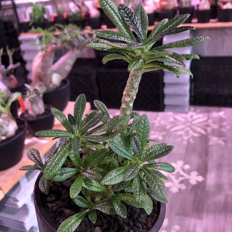 希少 dorstenia   gigas《大きめM size》littmon  seed🌱5年株※17本枝を出しぼってり株元＆良樹形balanceの将来有望ギガス※mad black pot植え