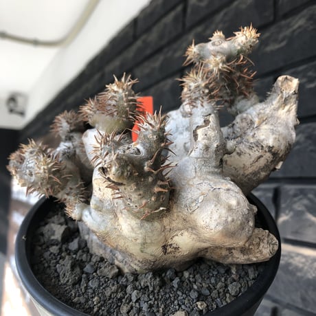 pachypodiumbrevicaly | STORES