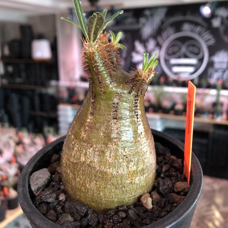 pachypodium gracilius《大きめS size》希少‼︎green肌※現地球発根済株※店主国内管理2年株※株元ぼってり且つbalance枝振り良き一株※mad black pot植え
