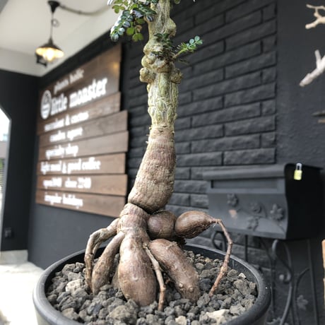 opercullicarya   decaryi  littmon  seed🌱  《9年株》※長きに渡り育て幹のボコボコも強きパワータンクもゴツいオススメ株※mad  black  pot植え