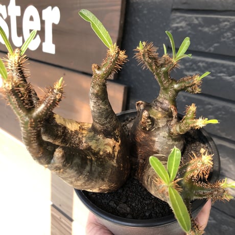pachypodium gracilius《L size》現地焼け肌&3-he'd株※現地球発根後店主国内管理5年株※wild現地焼け肌の上アシンメトリーな良樹形※mad black pot植え