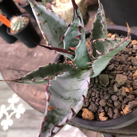 agave    zebra（last1株）