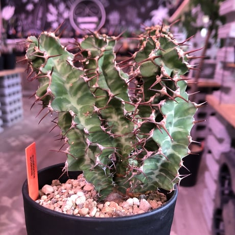 euphorbia    tortirama《L size》※太い多肉質の葉を捻りながら延ばすwildなトルチラマ‼︎花付きも良き一株‼︎※限定2株
