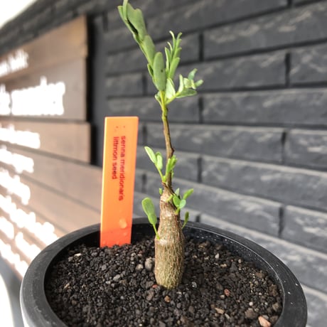 senna  meridionalis《 SS size》littmon seed🌱※小振りながら大切に育てた成長楽しみ可愛いセンナ（限定3株）※mad black pot植え