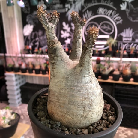 packypodium  gracilius《M  size》※現地球発根済株※balance良きぼってり樹形‼︎選抜株※mad black pot植え