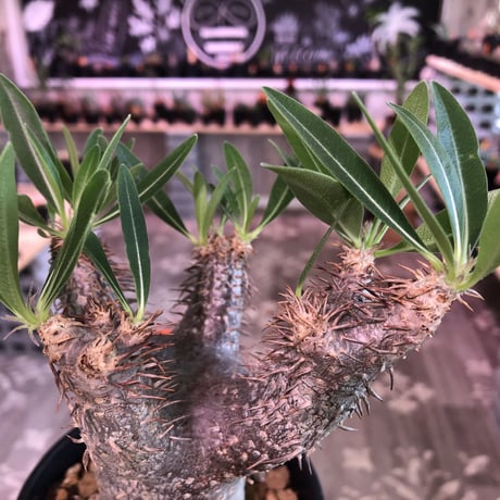 packypodium    gracilius《M size》