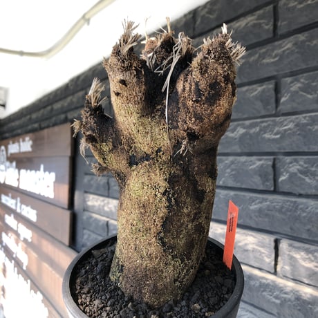 xerophyta trichophylla《S size》※現地球発根後店主国内管理2年株※驚愕強靭株※株元太めな一株※mad black pot植え