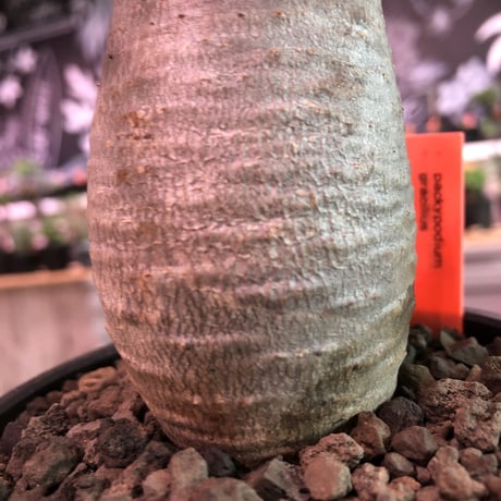 packypodium  gracilius 《S size》  ※現地球発根済み株※大変 balance良き王道グラキ‼︎※mad black bowl pot植え