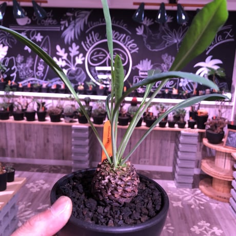 euphorbia    bupleurifolia《鉄甲丸》M  size  ※mad  black  bowl  pot植え