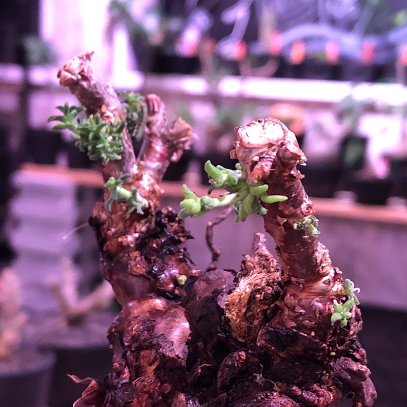 H047激太！発根済み メストクレマ ツベローサム 養生株 mestoklema