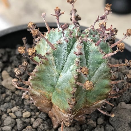 euphorbia horrida alba × valida《大きめS size》※現地球株発根済※両者の良さが相まった現地自然交配による激レア渾身の一株※black bowl pot植え