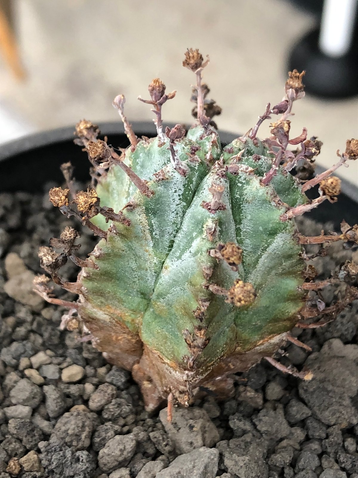 euphorbia horrida alba × valida《大きめS size》※現地球株