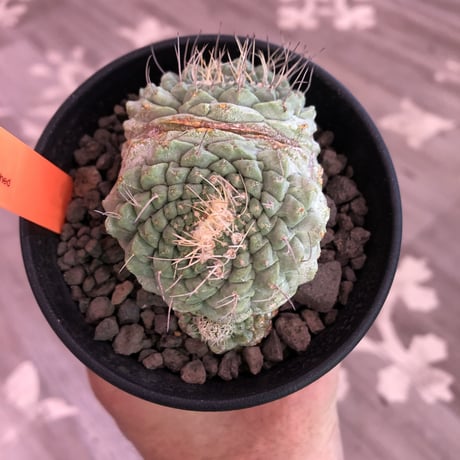strombocactus  菊水《M size》3分頭株  希少3hed‼︎  ※店主管理国内６年株