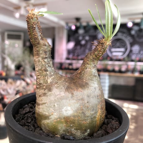 pachypodium  gracilius《大きめS size》希少ニ頭枝＆現地焼け※現地球発根済株※店主国内管理2年株※現地焼けのcharm pointが愛くるしい※mad black pot植え