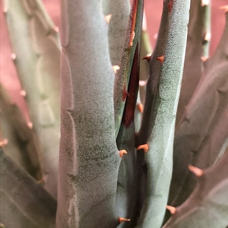 agave    utaensis  var, eborispina《大きめM size》※発根済株※良balance＆美しいエボリスピナ※陶器鉢植え
