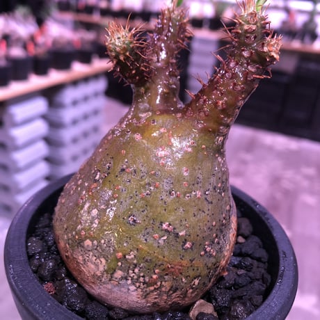 pachypodium gracilius《大きめS size》希少ニ頭枝green肌 ※現地球発根済株※店主国内管理2年株※球体&A面green肌B面現地焼け肌※mad black pot植え