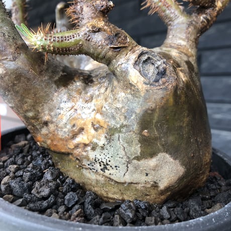 pachypodium gracilius《L size》※現地球発根後店主国内管理4年株※ぼってり偏平樹形にガクガク枝振りが堪らない一株‼︎※mad black bowl pot植え