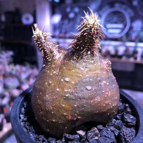 packypodium  gracilius《大きめS size》驚愕ぼってり樹形※現地球発根済株※店主国内管理2年株※短枝で堪らないほど低重心‼︎とびきりぼってり樹形※mad black pot植え