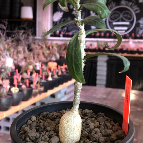 euphorbia waringiae《M size》※現地球株発根済※ぽっこりと丸みある塊根にギザギザ葉が相まって堪らなくかわいい一株※black bowl pot植え