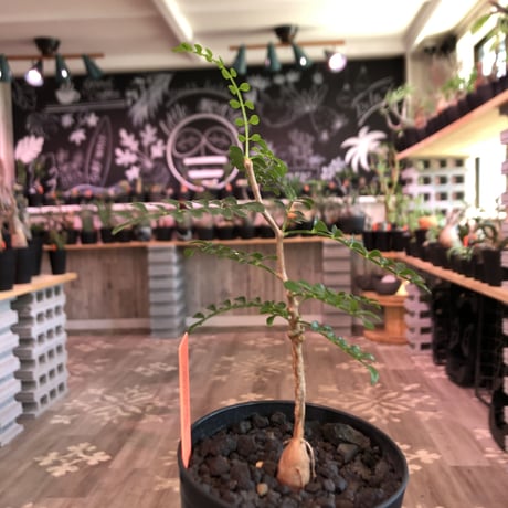 opercullicarya   packypus  littmon  seed🌱 《２年半株》balance良く&装い良き作り込みが楽しみな一株‼︎※限定1株