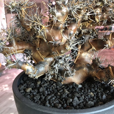 othonna  euphorbioides（L L  size）※店主5年管理株‼︎ 躍動感半端なき株‼︎　※mad black bowl pot植え
