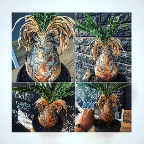 boophane   disticha 球体陽炎type‼︎《大きめM size》希少陽炎株‼︎  ※mad black bowl pot植え　※国内管理5年株　※Instagram掲載株