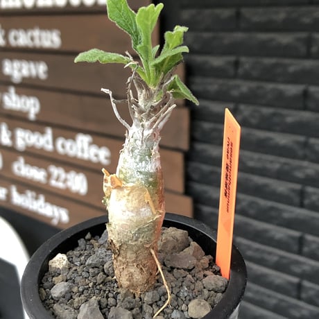 sesamothamnus rivae《小さめM size》※現地球株発根済※小振り現地球株は逆に珍しくその中でも株元太めの味深さも強く表皮のメクれが堪らない※mad black pot植え