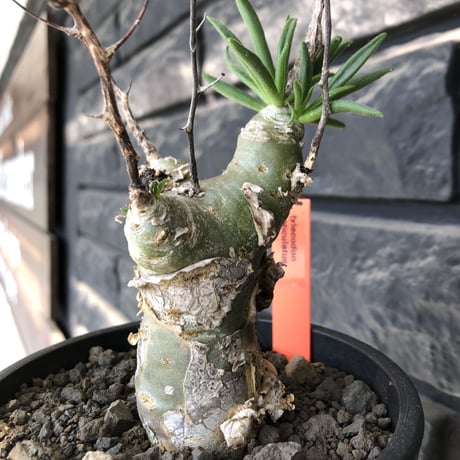 tylecodon  reticulatus《M size》※現地球発根済株※店主国内管理4年株※棘も多く残っており幹太めな味深き一株‼︎美しさ &impact絶大※mad black pot植え