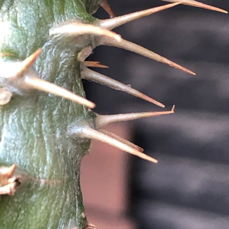 pachypodium  ambongense  littmon seed株《大きめS size》※希少高きアンボンゲンセ‼︎激オススメ株※black pot植え