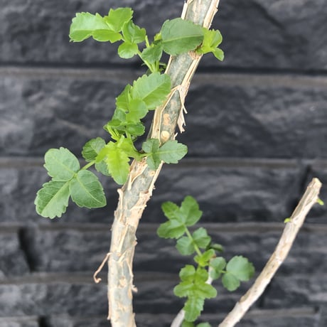 bursera  fagaroides《M size》※剪定後再芽吹き済株‼︎※大変上品な人気灌木ファガロイデス‼︎※mad black pot植え