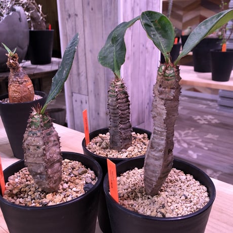 euphorbia    neohumbertii《噴炎竜》M size
