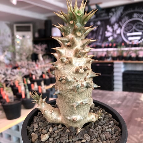 pachypodium  baronii《小さめL size》※激希少‼︎現地球発根済株※現地らしい荒いstuds棘に肌質‼︎確定枝を持ちweight低めな良樹形※mad black pot植え