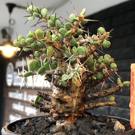 alluaudia comosa《 M size》店主長期作り込み株※現地球発根後店主国内管理6年株※極めて低重心且つ良枝振りの味深くcompactな一株※mad black pot植え