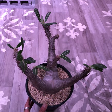 packypodium  roslatum  var.horombense《L L size》※発根済み株