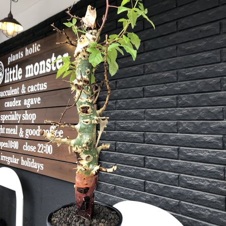 commiphora  africana《大きめL L size》※現地球発根後店主国内管理3年株※美しい佇まい且つ成熟したwild表皮が堪らない※鉄鉢植え