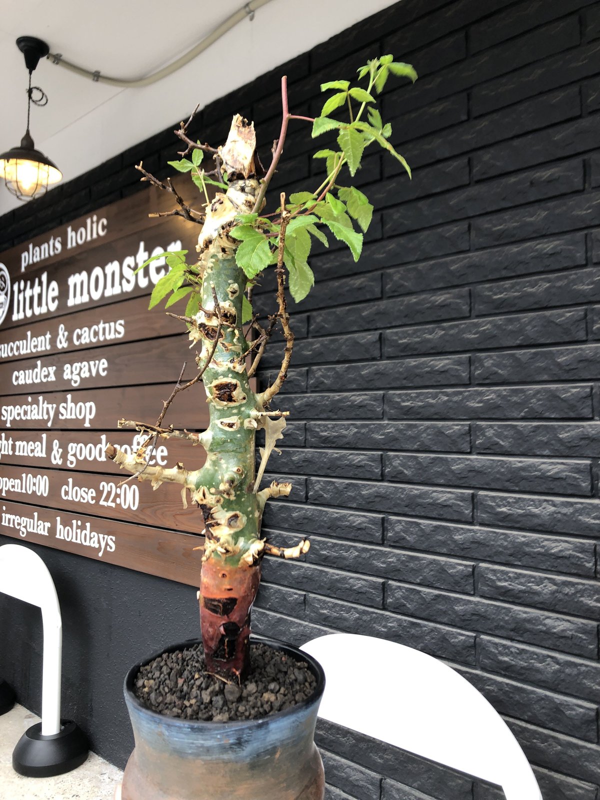 g*D様 コミフォラ アフリカーナ 極太 美枝 プラステラ180付き 2025年