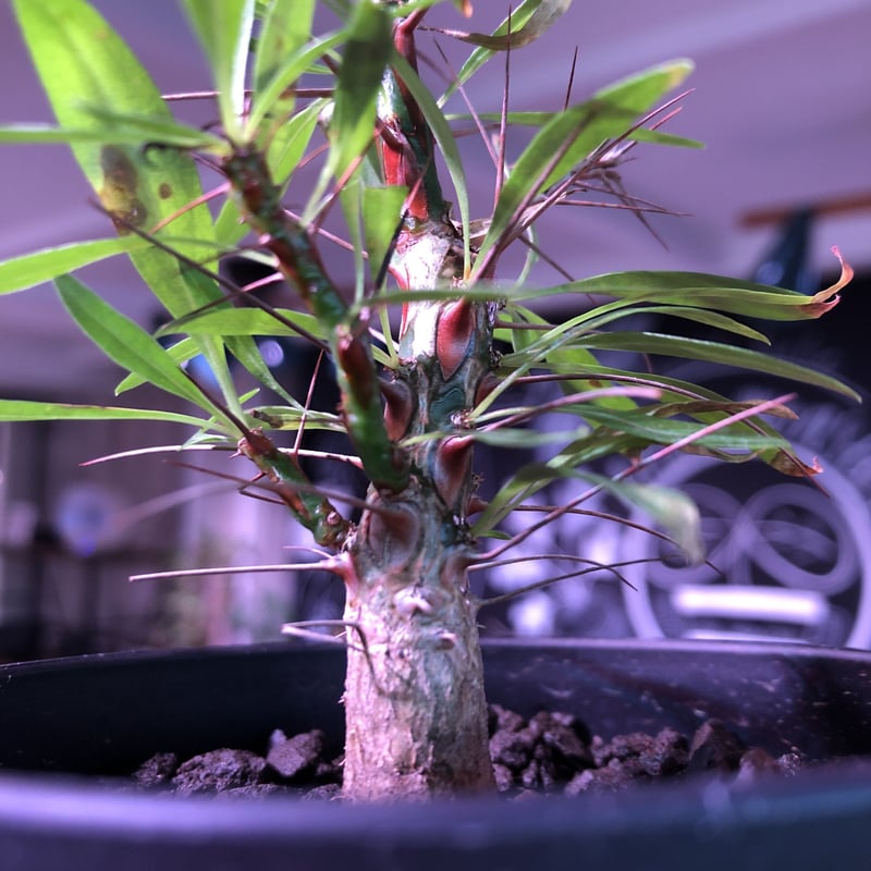 fouquieria purpusii《M size》希少株 | plants holic