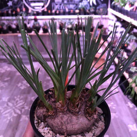 calibanus   hookeri《M size》希少・極美株 　冬にも強く地植えも可能な強靭な株‼︎　限定2株