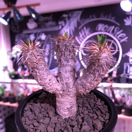 euphorbia  guillauminiana《S size》※現地球発根済株※小振りでも現地球株らしい表皮質のwildさ＆美しさの二面性持つ一株※mad black pot植え