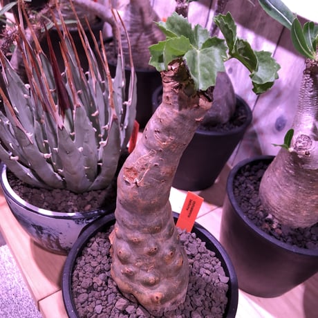 cyphostemma  betiforme《M  size》ボコボコが堪らない‼︎大変人気なベティフォルメ　※mad black pot植え