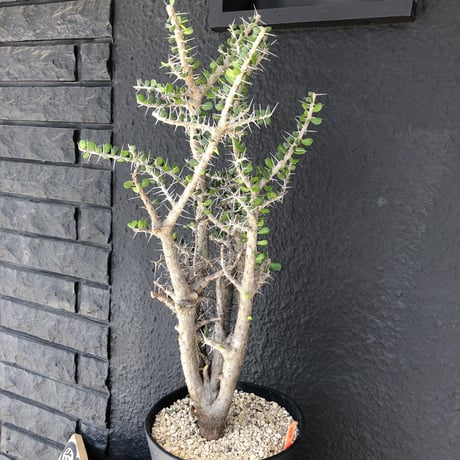 alluaudia    comosa《XL size》