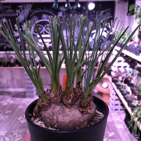calibanus   hookeri《M size》希少・極美株 　冬にも強く地植えも可能な強靭な株‼︎　限定2株