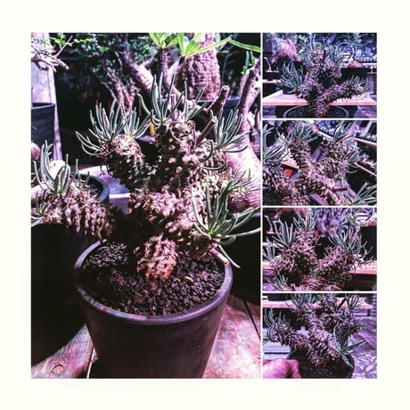 tylecodon  wallichii 和名＝奇峰錦《M size》※この丈で希少性高き激しい枝ぶりwild株‼︎　店主管理4年株　※ mad black pot植え
