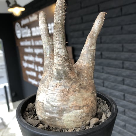 packypodium  gracilius《M  size》※現地球発根済株※霜降り茶肌colorのぼってり樹形‼︎選抜株※mad black pot植え
