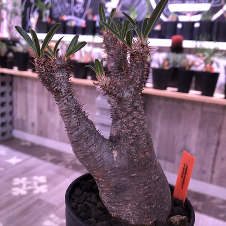 packypodium  gracilius 《M size》mad gray肌   現地球  発根済み株  mad black pot植え（限定①株）